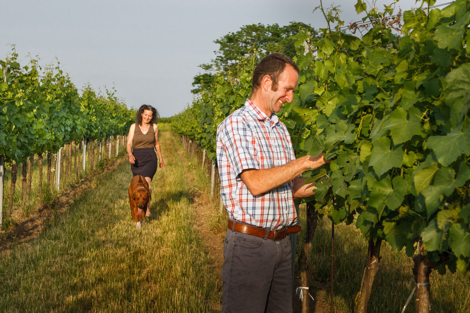 Vineyards on the Wagram