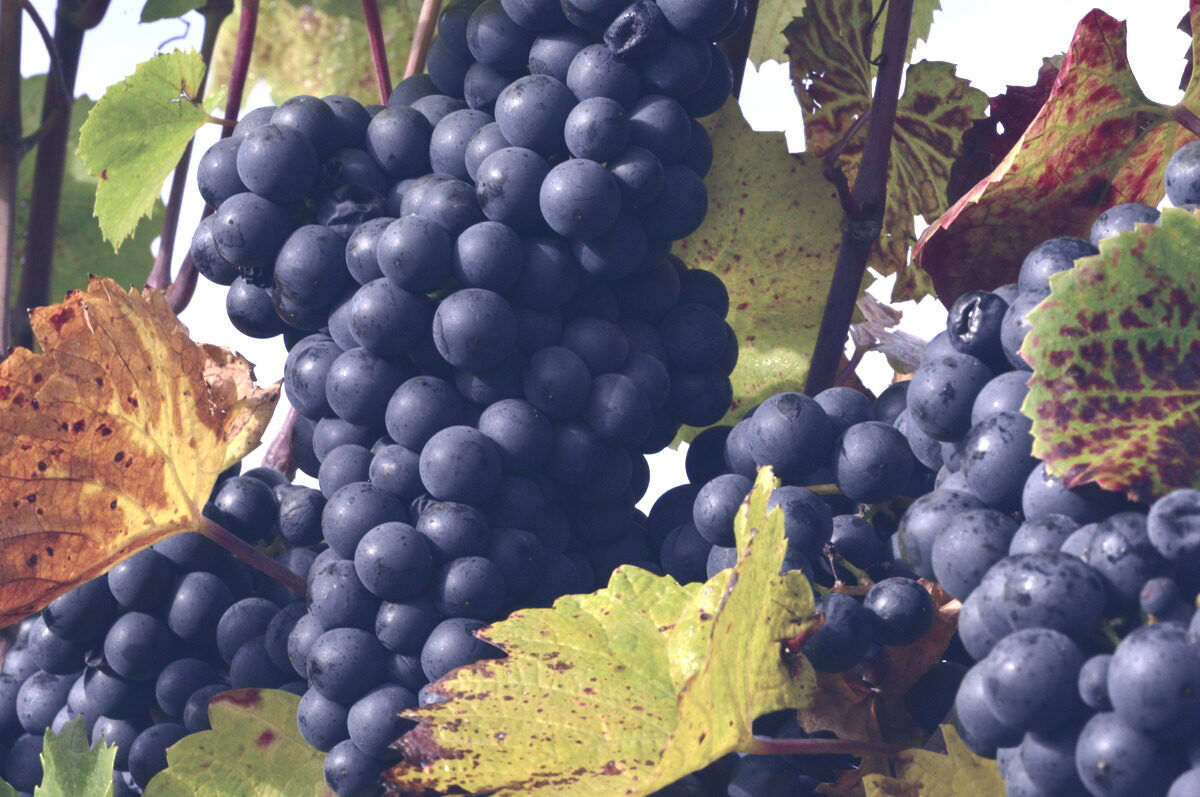 Grape harvest in our vineyards